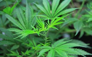 Farg‘onada tomorqasida “Kannabis” o‘simligini yetishtirgan shaxs aniqlandi