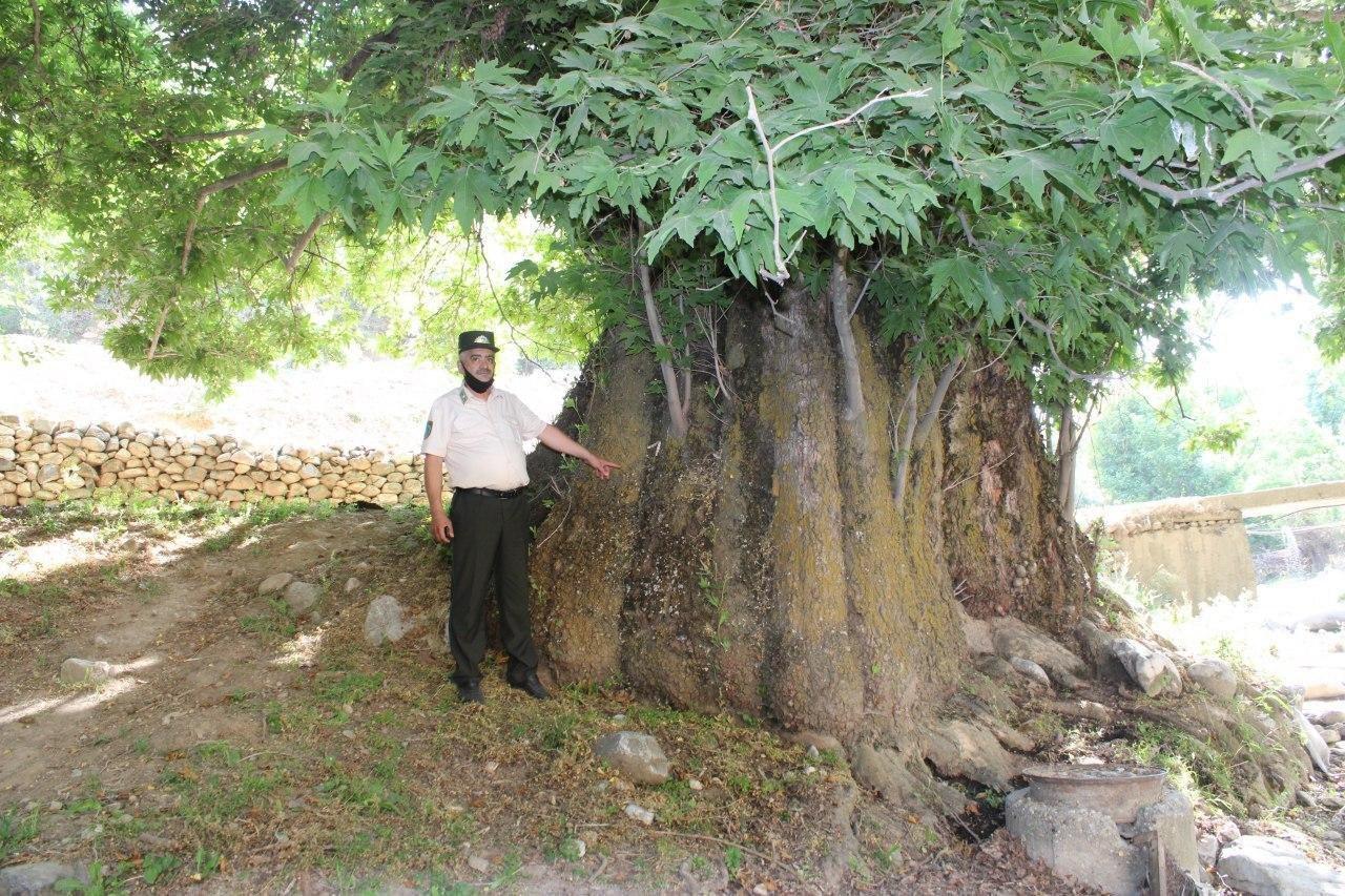 Дерево Чинар в Узбекистане
