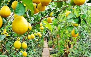 Фарғонада 2020 йилнинг январь—cентябрь ойларида хорижга салкам 1,4 миллион долларлик лимон экспорт қилинди