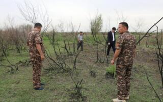 Самарқандда ўрмон ёнғини натижасида табиатга қарийб 1,9 млрд сўм зарар етказилди