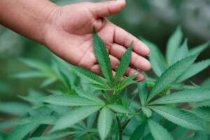 Ўзбекистонда 1700 дан ортиқ шахс тақиқланган экинларни етиштиргани учун судланган