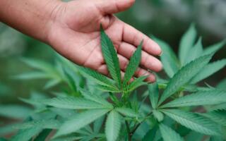 Ўзбекистонда 1700 дан ортиқ шахс тақиқланган экинларни етиштиргани учун судланган