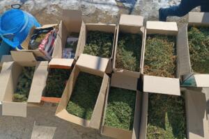 Қашқадарёда ака-укаларнинг яшаш хонадонида 21 кг дан ортиқ «марихуана» топилди