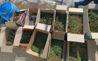 Қашқадарёда ака-укаларнинг яшаш хонадонида 21 кг дан ортиқ «марихуана» топилди