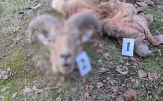 Сурхондарёда Қизил китобга киритилган «Бухоро тоғ қўйи» ноқонуний овланди