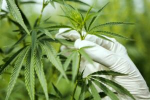 Ўзбекистонда бир йил ичида тақиқланган экинлар етиштирганлик учун 1 900 нафар шахс жазоланди