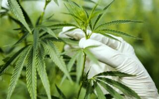 Ўзбекистонда бир йил ичида тақиқланган экинлар етиштирганлик учун 1 900 нафар шахс жазоланди