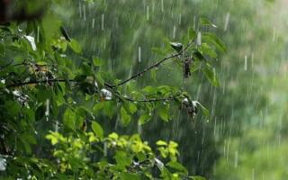 Ўзбекистонда дам олиш кунларида ёмғир ёғиши кутилмоқда