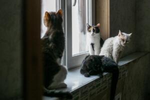 Энди уй ҳайвонларини умумий зинапоялар ва балконларда сақлаш тақиқланади