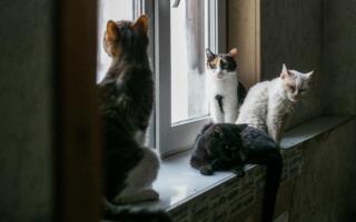 Энди уй ҳайвонларини умумий зинапоялар ва балконларда сақлаш тақиқланади